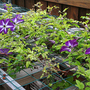 VENOSA VIOLACEA - CLEMATIS
