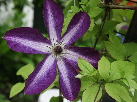 CLEMATIS VENOSA VIOLACEA