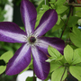 CLEMATIS VENOSA VIOLACEA