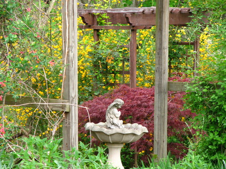 kerria plentiflora behind jap. maple