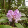 pale purple rhodie (rhododendron)