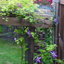CLEMATIS VENOSA VIOLACEA