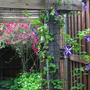 CLEMATIS VENOSA VIOLACEA