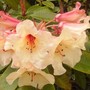 peach rhodie (rhodendron)