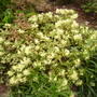 small yellow rhodie (rhododendron)