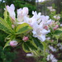 weigela variegata 'nana'
