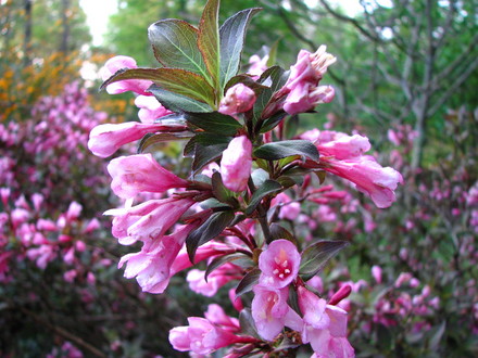 weigela 'java red'