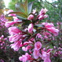 weigela 'java red'