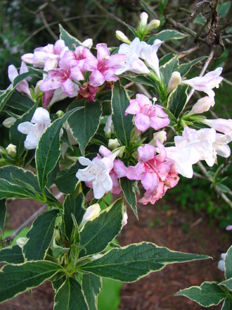 weigela 'variegata'