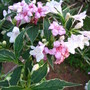 weigela 'variegata'
