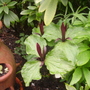 My sister-in-law's trillium (Trillium grandiflorum (Wake robin))