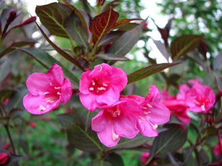 weigela 'wine and roses'