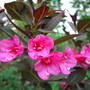 weigela 'wine and roses'