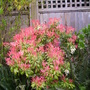 more of my sister-in-law's garden (Pieris japonica (Lily of the valley bush))