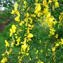  cytisus  broom
