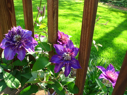 clematis 'multi blue'
