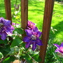 clematis 'multi blue'
