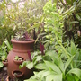 more of my sister-in-law's garden