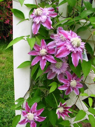 clematis  'josephine'