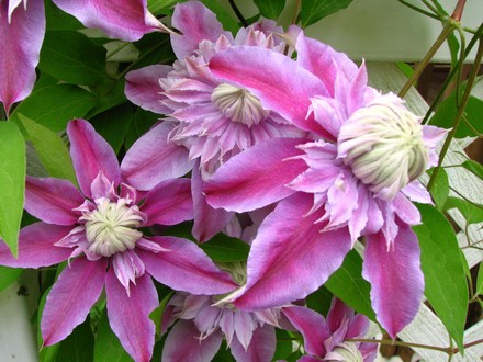 closer view