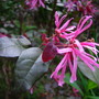 loropetalum rubrum  'burgandy'