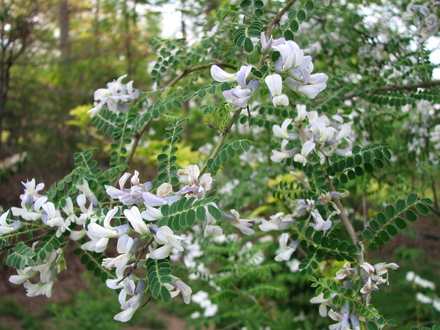 sophora davidii