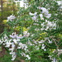 sophora davidii