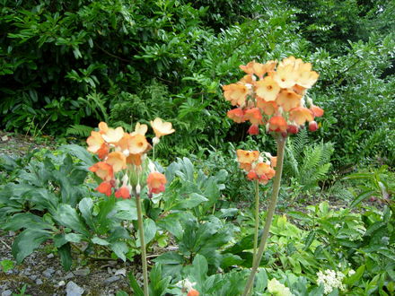 Bog Garden Aberglasney