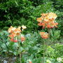 Dscn0685