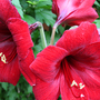RED AMARYLLIS