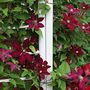 CLEMATIS NIOBE