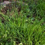 Allium schoenoprasum (Chives)
