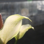 Picture_043