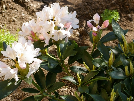 A garden flower photo (Rhododendron 