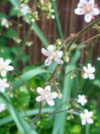 4_5_11.jpg (Saxifraga umbrosa)
