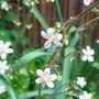 4_5_11.jpg (Saxifraga umbrosa)