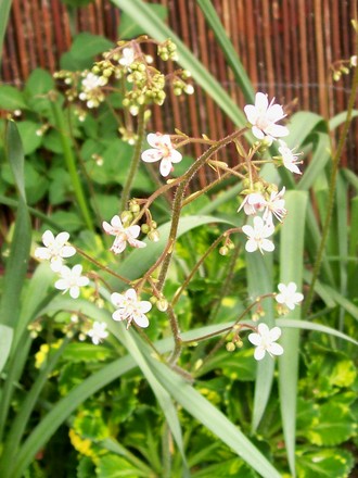 4_5_10.jpg (Saxifraga umbrosa)