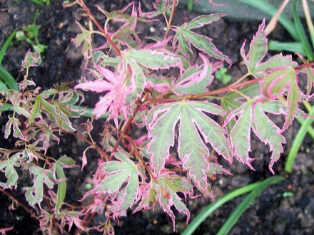A garden flower photo (Acer palmatum (Japanese maple))