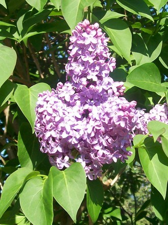6_5_1.jpg (Syringa vulgaris)