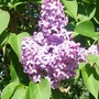 6_5_1.jpg (Syringa vulgaris)