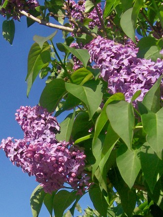 6_5_2.jpg (Syringa vulgaris)
