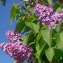 6_5_2.jpg (Syringa vulgaris)