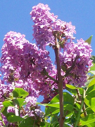 6_5_3.jpg (Syringa vulgaris)