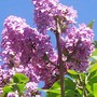 6_5_3.jpg (Syringa vulgaris)