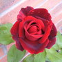 Rose Scented