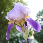 Purple Bearded Iris