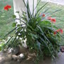 Porch__fall__4