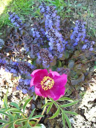 Peany&Ajuga 