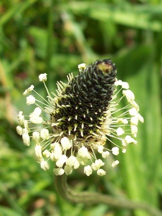 Grass Seed Head 