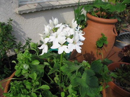 New Geranium potted up with blue lobelia